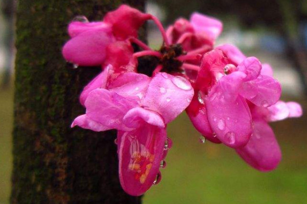 紫荊花怎么過(guò)冬
