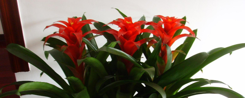 鴻運當頭秋季怎么養(yǎng)