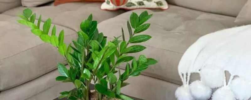 怎樣培植金錢(qián)樹(shù)的幼苗