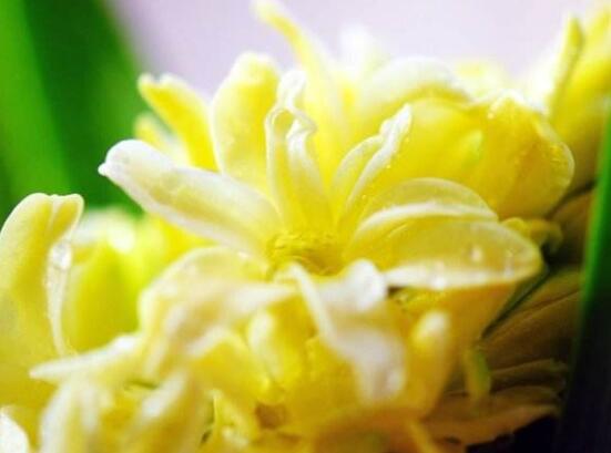 風信子象征著什么意思，重生的愛/不同花色不同象征意義