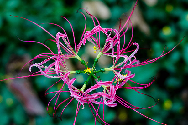 彼岸花一年開(kāi)幾次花