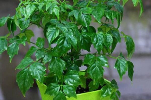 室內(nèi)幸福樹(shù)掉葉怎么辦