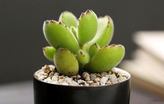 熊童子扦插技巧，五個(gè)簡單小步驟一學(xué)就會