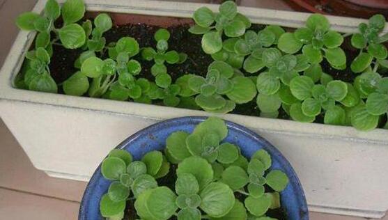 碰碰香的繁殖與養(yǎng)護(hù)，扦插繁殖存活率最高/肥水光照充足