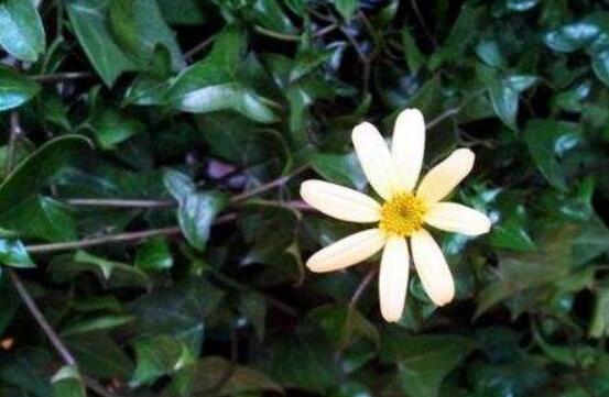 常春藤開花嗎，花期從秋季一直到春季