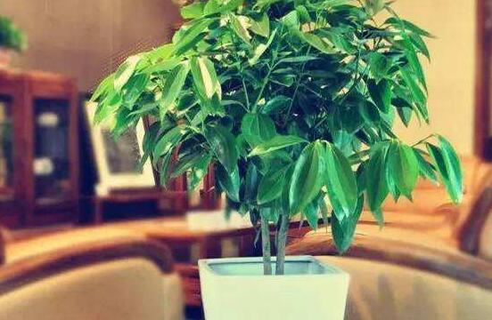 平安樹圖片，平安樹開(kāi)花圖片