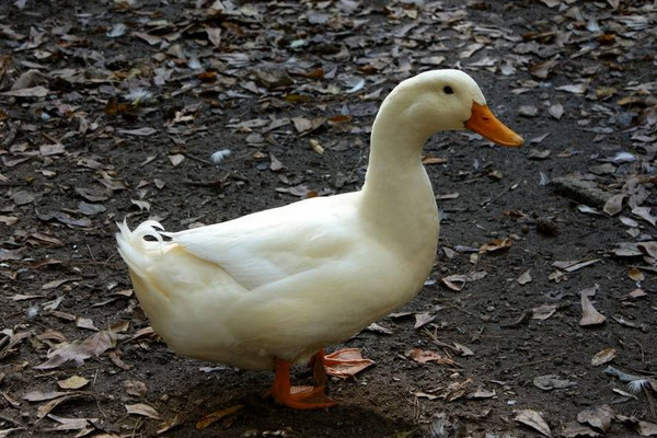 第一次養(yǎng)鴨多少只合適