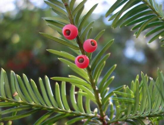 紅豆杉怎么施肥，遠離根部施薄肥