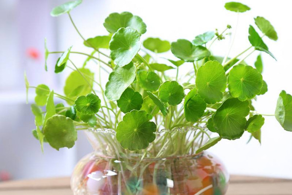 水培銅錢草的養(yǎng)殖方法和注意事項，確保水質(zhì)干凈清潔