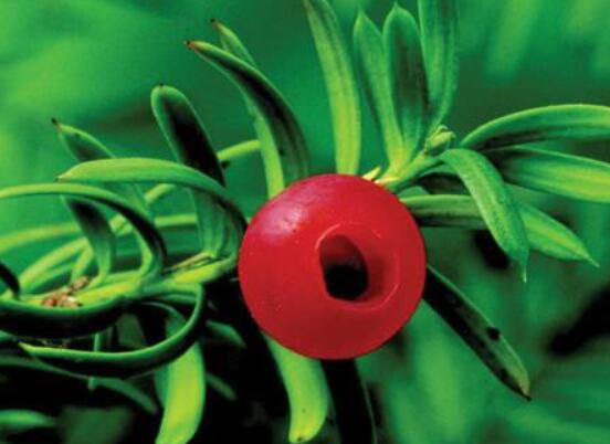 紅豆杉怎么養(yǎng)長得快，教你六種養(yǎng)殖方法生長枝繁葉茂