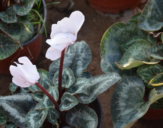 仙客來(lái)突然蔫了怎么辦，主要就是光照和澆水不當(dāng)導(dǎo)致