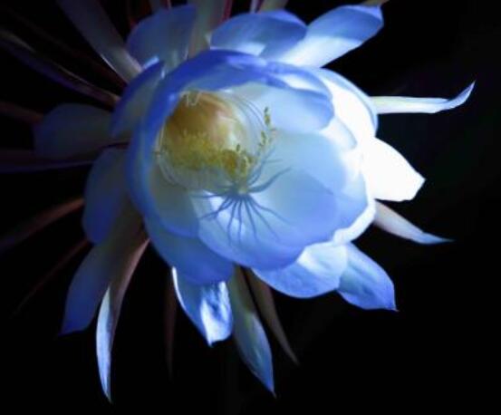 曇花的病蟲害及其防治，詳解四種病蟲害防治大全