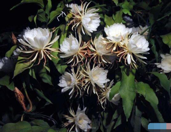 曇花扦插方法圖解，擇兩年生20-30厘米插蕙、扦插土壤深度1/3