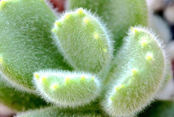 熊童子徒長(zhǎng)怎么辦，做好四個(gè)要點(diǎn)生長(zhǎng)健壯飽滿(mǎn)