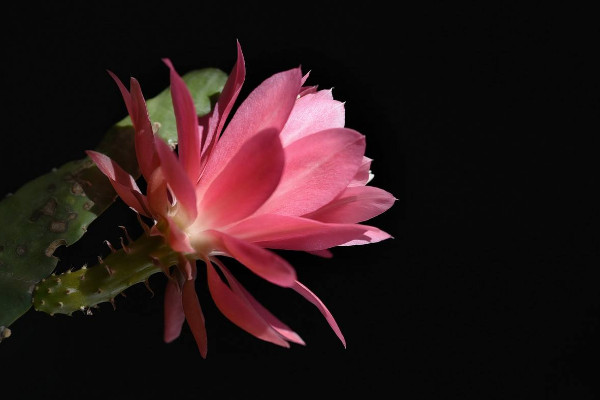 令箭荷花的養(yǎng)殖方法和注意事項(xiàng)，保障優(yōu)良的通風(fēng)性