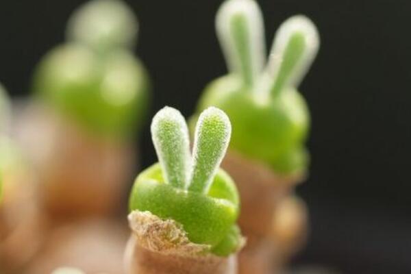 碧光環(huán)多久澆水，不同的季節(jié)對水分的需求不同