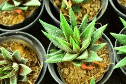 小蘆薈怎么養(yǎng)殖，盆土、光照、溫度、肥水一樣都不能少