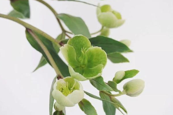 綠菟葵花語(yǔ)