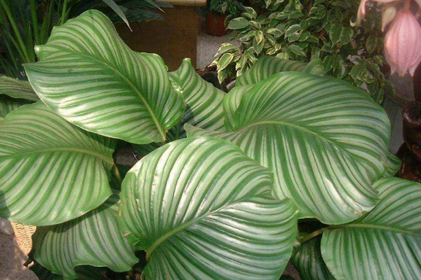 蘋(píng)果竹芋怎么長(zhǎng)高