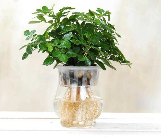 九里香可以水培嗎，九里香水培的養(yǎng)殖方法