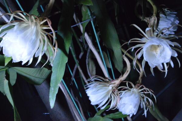 曇花花后如何處理，及時(shí)進(jìn)行修剪并補(bǔ)充養(yǎng)分