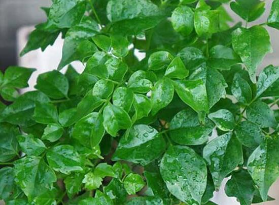 幸福樹擺放禁忌，盤點(diǎn)幸福樹五大擺放禁忌