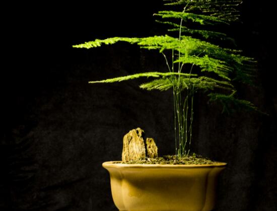 文竹肥料有哪些，餅肥、無機復(fù)合肥、液肥為主(枝繁葉茂)