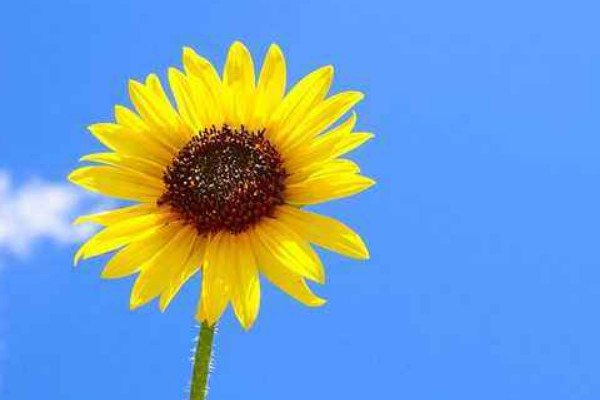 向日葵是幾月開花