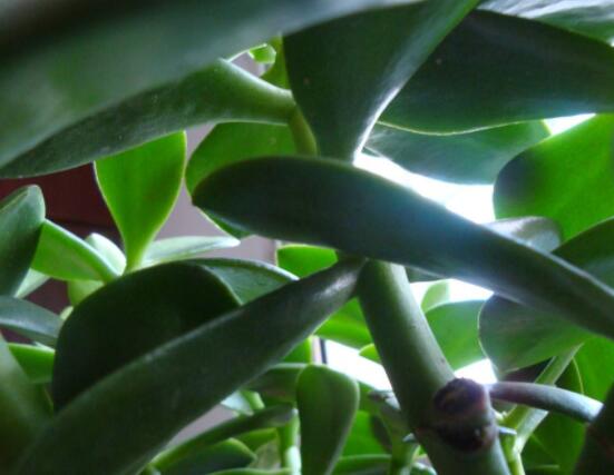 怎么讓玉樹開花，做好這六個要點便可花開爆盆