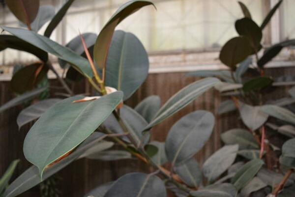 家里養(yǎng)橡皮樹有什么好處，從觀賞、凈化、風(fēng)水三個方面來看