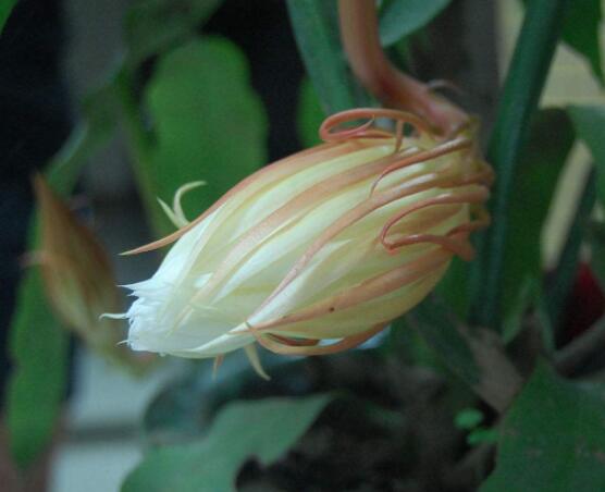 曇花的病蟲害及其防治，詳解四種病蟲害防治大全