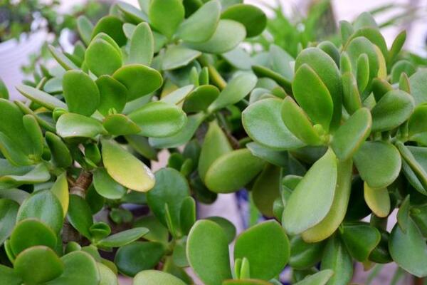 燕子掌葉子發(fā)黃怎么辦，5步即可解決葉子發(fā)黃問題