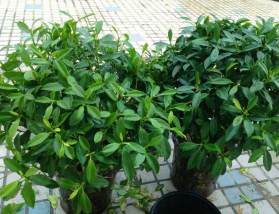 平安樹(shù)好養(yǎng)嗎，教你簡(jiǎn)單四種養(yǎng)殖方法/闔家幸福、萬(wàn)事如意