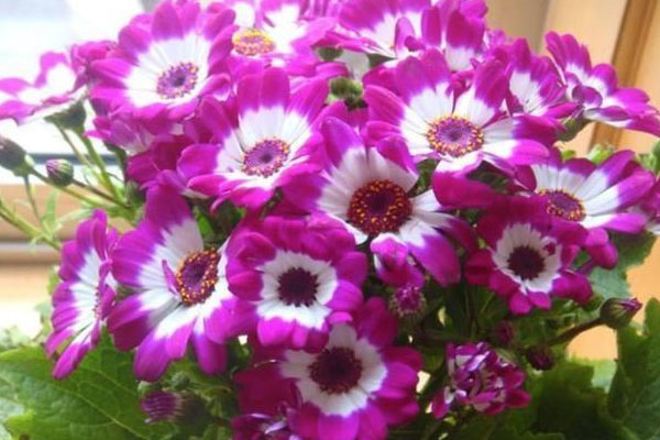 富貴菊的養(yǎng)殖方法和注意事項