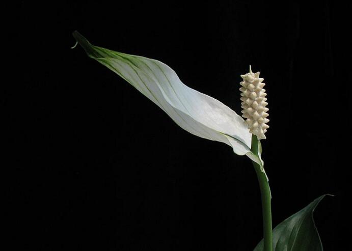 一帆風(fēng)順花為什么變綠，缺光缺肥是導(dǎo)致綠的罪魁禍?zhǔn)? src="/nongchan/d/file/20201223/c34t2p1xafa.jpg" width="600" / data-wmyL="rJIZeV"><br / data-Gjlx="n0Ros4">
<p data-Eaha="S43Yv6">
	在這里小編分兩種情況跟大家解決一帆風(fēng)順花變綠的原因。一種是自然原因，由于一帆風(fēng)順花在它的花期過后，自身中含有的葉綠素增加，導(dǎo)致我們在陽光下看一帆風(fēng)順花是一種綠色的狀態(tài)。如果是這種狀況我們可以把一帆風(fēng)順花修剪掉，這樣既美觀又不消耗多余的營養(yǎng)成分。不用過于擔(dān)心，正常的養(yǎng)殖即可。</p>
<h2 data-bo00="R5v2UG">
	人為原因造成</h2>
<p data-JaHV="k2jzqC">
	<strong data-f8f3="mcc00N">缺光</strong><br / data-0y8X="ChKFDj">
	<img alt=