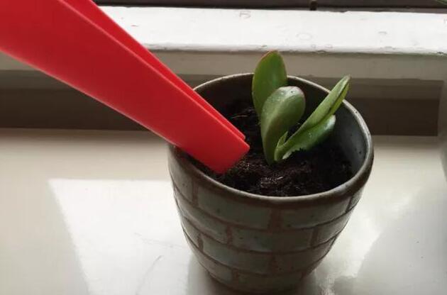 玉樹的繁殖方法，介紹葉插和枝插兩種繁殖方法