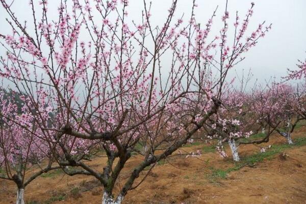 梅花與桃花的區(qū)別，通過花期、顏色、高度進(jìn)行區(qū)分