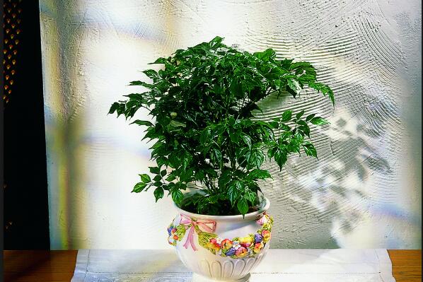 幸福樹的圖片，品種以及價(jià)值介紹