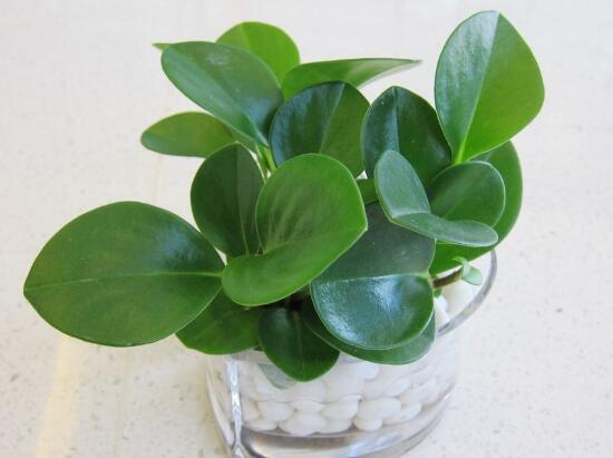 碧玉怎么養(yǎng)，碧玉的養(yǎng)殖方法和注意事項