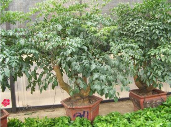 幸福樹水生根技巧，做好四點(diǎn)步驟即可水培爆盆