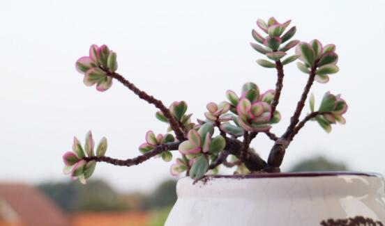 雅樂(lè)之舞怎么養(yǎng)才變紅，教你五種最快速變紅好方法