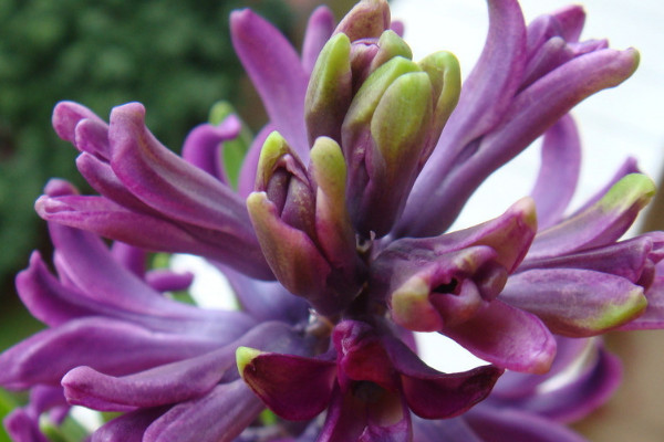 風(fēng)信子繁殖方法