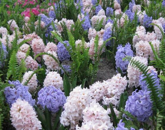 風信子葉子太長立不住是怎么回事，教你常見三種原因以及解決方法