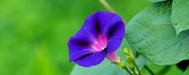 牽牛花枯死的原因