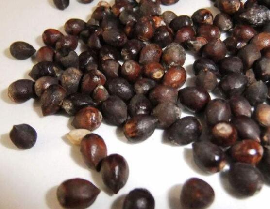 紅豆杉種子怎么種，做好這四點(diǎn)就會(huì)生根發(fā)芽