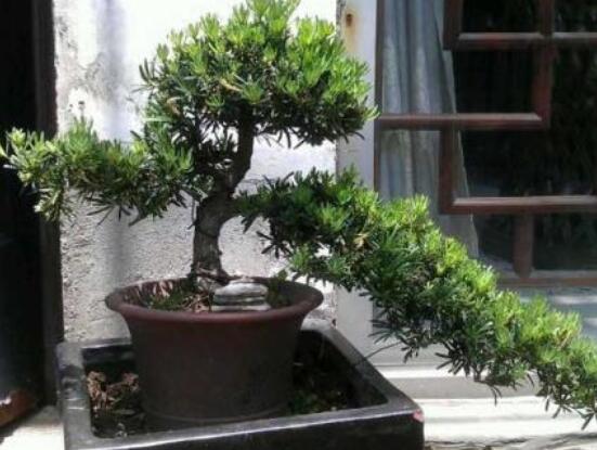 為什么羅漢松慢慢枯萎，做好澆水/保持溫度光照