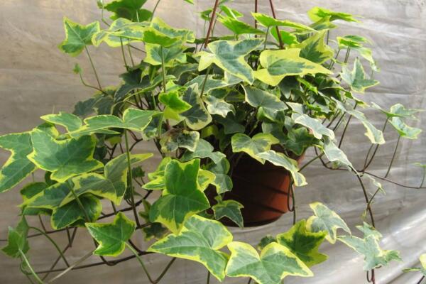 常春藤夏天怎么澆水，堅(jiān)持見干見濕的原則