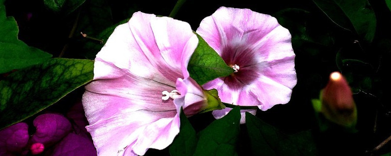 牽?；ǖ陌咨后w有毒嗎