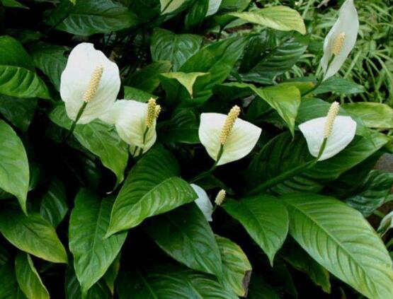 一帆風(fēng)順葉子下垂，四種原因以及解決辦法