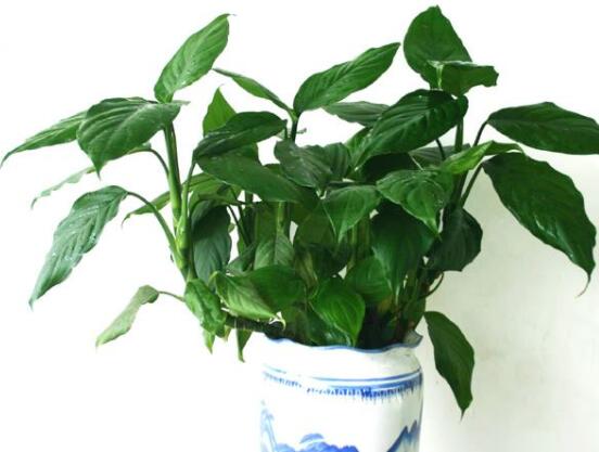 欣賞好看的萬年青圖片，枝葉青翠、紅如珊瑚、艷似瑪瑙